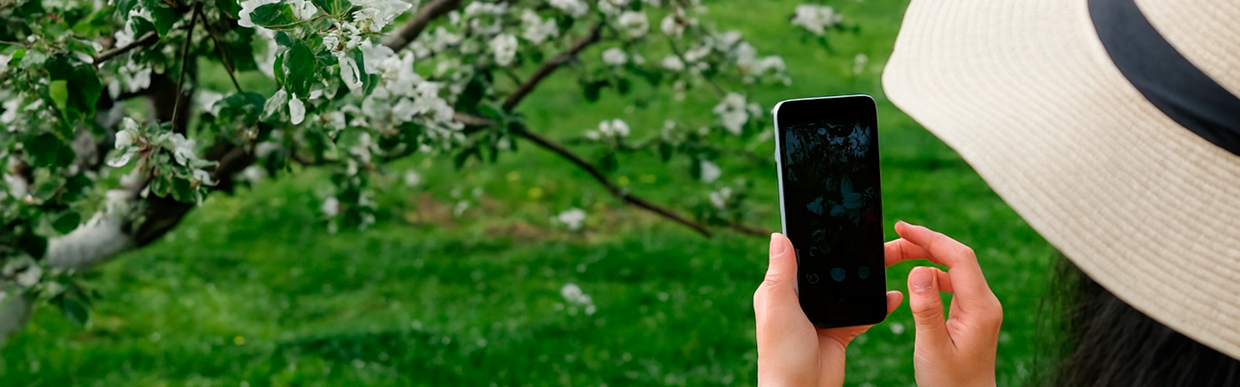 comprar teléfonos baratos